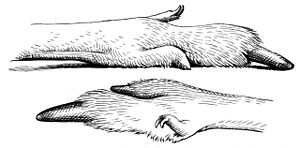 Archivo:Kaenguru Hinterfuss-drawing