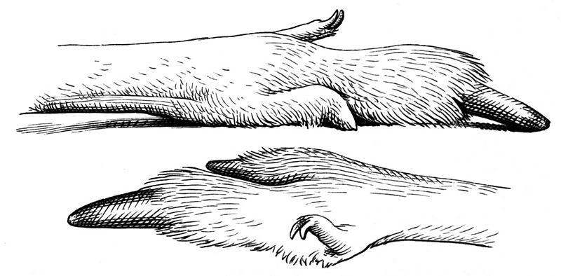 Kaenguru Hinterfuss-drawing