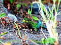 Lagartija Verde (Liolaemus tenuis)