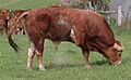 Limousin bull