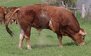 Limousin bull.jpg