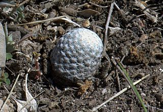 Mammillaria albiflora .jpg