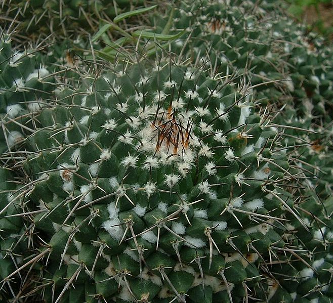 Mammillaria crocidata01