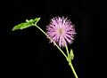 Mimosa pudica (Mimose)
