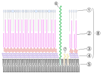 Archivo:Mycobacterial cell wall diagram