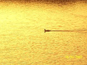 Pato liles en rio de Taucu - panoramio.jpg
