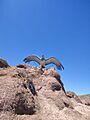 Piedra del Águila