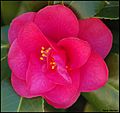 Pink flower (4541408244)