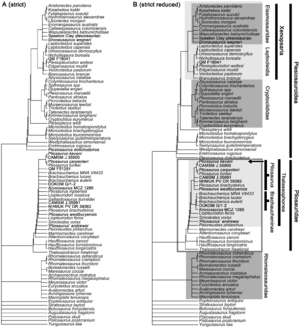 Archivo:Pliosaur phylogeny