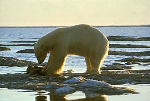 Archivo:Polar bear Olsen, Dave
