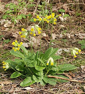 Archivo:Primula veris 230405