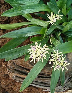 Archivo:Prosthechea cochleata Encyclia cochleata OrchidsBln0906a