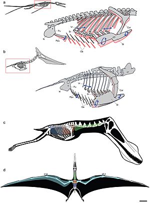 Archivo:Pterosaur respiratory system
