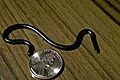 Ramphotyphlops braminus