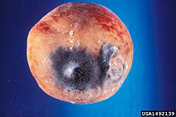Rhizopus stolonifer.jpg