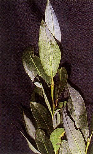 Archivo:Salix planifolia(01)