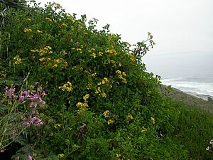 Archivo:Senecio angulatus by the coast
