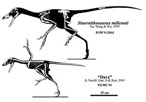 Archivo:Sinornithosaurus millenii