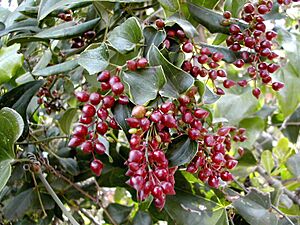 Archivo:Smilax aspera - Fruit aritjol