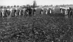 Archivo:Sugar.plantation
