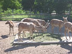 Archivo:Tallinna-loomaaed-deer