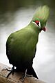 Tauraco persa (captive - Birds of Eden)