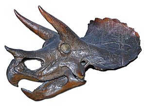 Archivo:Triceratops-skull-Zachi-Evenor-002