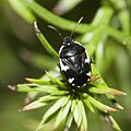 Tritomegas.sexmaculatus.6887