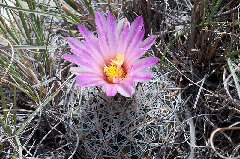 Turbinicarpus beguinii 1