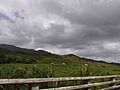 View 2 of El Yunque from PR-984 in Naranjo, Fajardo, Puerto Rico
