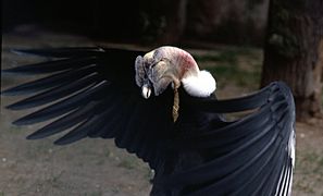 Vultur gryphus male