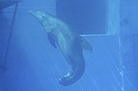 Archivo:Winter tailless bottlenose dolphin
