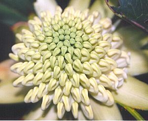 Archivo:Wwaratah