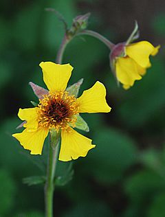 Archivo:Yellow Avens (Geum aleppicum) 5718