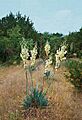 Yucca pallida fh 1179.98 TX B