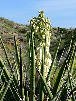 Yucca schidigera blooming.jpg