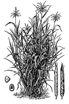 Archivo:Zea mays subsp. mexicana