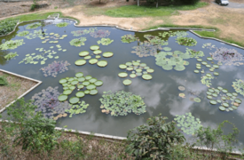 4.Caracas botanical garden jardin botanico ucv venezuela