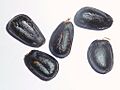 A. cherimola-seeds-3