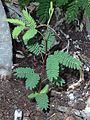 A. farn-plantula-1