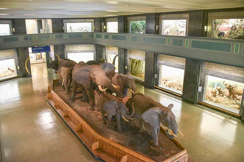 AMNH Akeley Hall