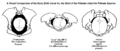 A Visual Comparison of the Pelvis and Bony Birth Canal Vs. the Size of Infant Skull in Primate Species