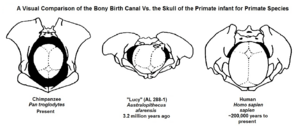 Archivo:A Visual Comparison of the Pelvis and Bony Birth Canal Vs. the Size of Infant Skull in Primate Species