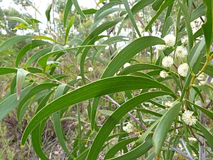 Archivo:Acacia implexa leaves 1