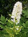 Actaea pachypoda05