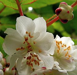 Actinidia kolomikta20090612 181.jpg