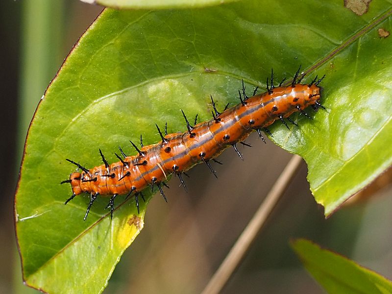 Agraulis vanillae 109885109