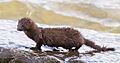 American Mink, Centre Island, Toronto, ON (9374114650)
