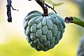 Annona squamosa fruit