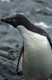 Archivo:Antarctic, adelie penguin (js) 56
